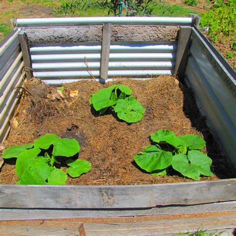 raised pumpkin bed depth